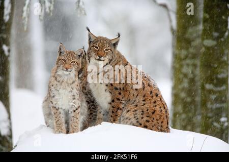 Luchs, Eurasischer Luchs, Europäischer Luchs, Lynx lynx, European Lynx, im Winter, Bayrischer Wald National Park, Deutschland
