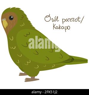 Owl parrot or kakapo in cartoon style on white background. Vector hand drawn illustration. Strigops habroptila. Stock Vector