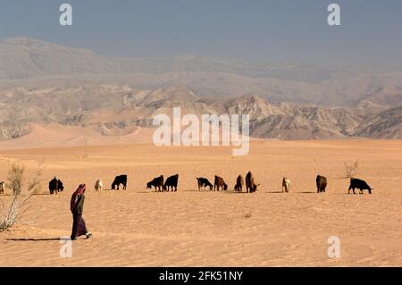 Western Asia, Levant, Arabian Peninsula, Jordanien, Jordan, Dead Sea, man herding goats along the Dead sea Stock Photo