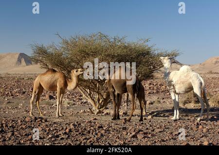 Western Asia, Levant, Arabian Peninsula, Jordanien, Jordan, Wadi Feynan, Dromedary (Camelus dromedarius) Stock Photo