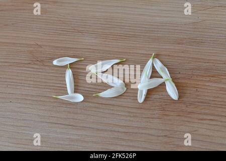 ISA, Investment Savings Account, of Petals on a Cedar surface, green ISA Stock Photo