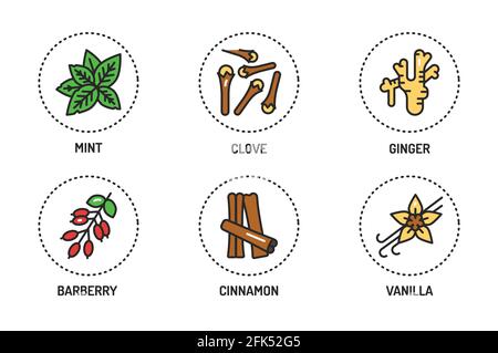 Spices and herbs color line icons set. Vector illustration. Stock Vector