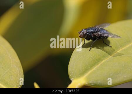 A fly sits on the leaves of a bush. Stock Photo