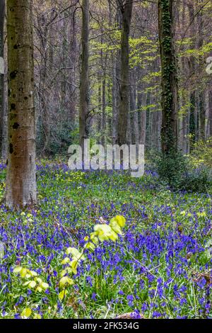 View of the Bluebells emerging in Wepham Wood Stock Photo
