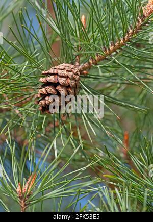 Pine, Pinus, with pine cones Stock Photo
