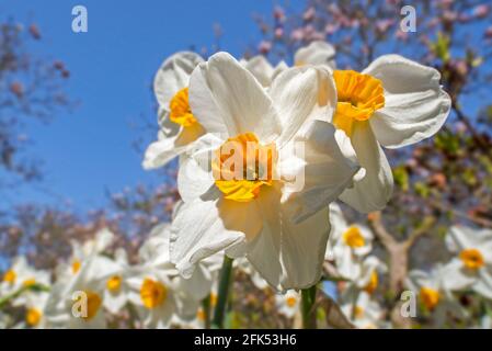 Narcissus Geranium flowers blooming in flower garden in spring and showing white tepals and yellow corona / paraperigonium Stock Photo