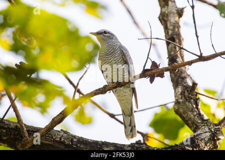 Indochinese cuckooshrike, Lalage polioptera, single female perched on branch of tree, Yok Dom, Vietnam Stock Photo