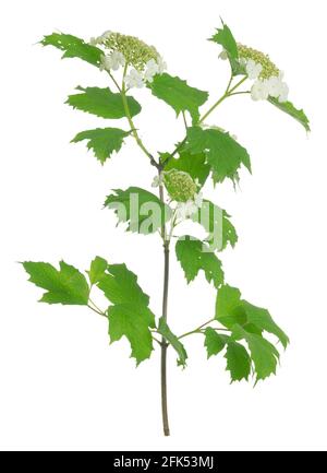 Blooming guelder-rose, Viburnum opulus isolated on white background Stock Photo