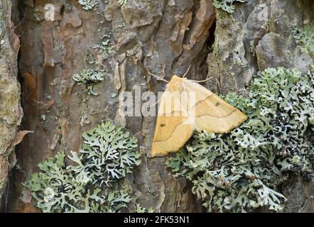Scalloped oak, Crocallis elinguaria resting on pine bark Stock Photo