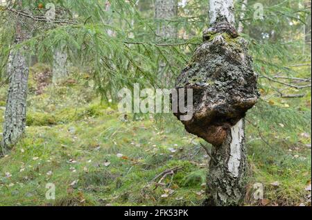 Burl on birch tree Stock Photo
