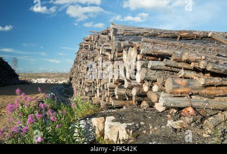 Woodpile with felled burnt trees after a large forest fire in sweden Stock Photo