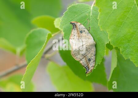 Pebble Hook-tip, Drepana falcataria resting on birch leaf Stock Photo