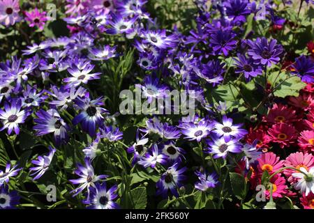 blossoming cineraria in the garden Stock Photo