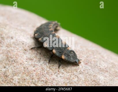 Common glow-worm, Lampyris noctiluca larva on rock, macro photo Stock Photo