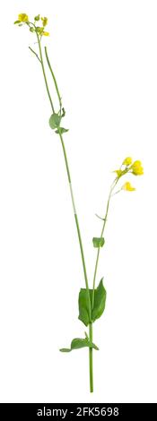 Mustard plant, Brassica plant isolated on white background Stock Photo