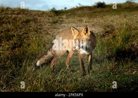 Junger Fuchs Stock Photo