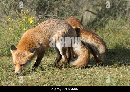 Rotfuchs Stock Photo