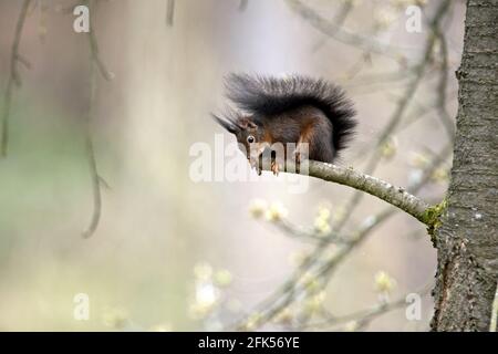 Schwarzes Eichhörnchen Stock Photo
