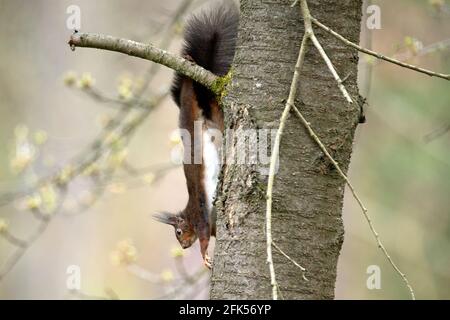 Schwarzes Eichhörnchen Stock Photo
