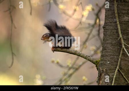 Schwarzes Eichhörnchen Stock Photo