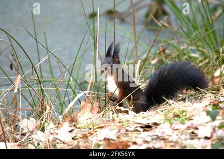 Schwarzes Eichhörnchen Stock Photo