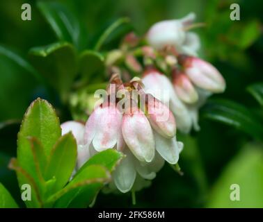 Blossoming cowberry, Vaccinium vitis-idaea plant Stock Photo
