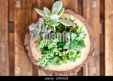 Top view of succulent plants on a wooden table. Succulents sphere. Kokedama. Blurry background Stock Photo