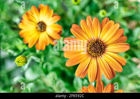 Selective focus of a beautiful orange flower of Dimorphoteca, also known as Cape marguerite African Daisy. Stock Photo