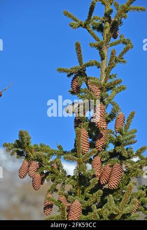 A female crossbill in a pine tree in the mountains Stock Photo
