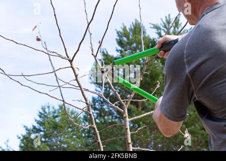 A strong Caucasian man cuts the branches of a fruit tree with a pruner Stock Photo