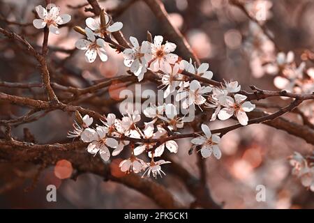White spring blossoms, sunlit by the morning sun in April. Elegant and ornamental with beautiful orange bokeh lights. Stock Photo
