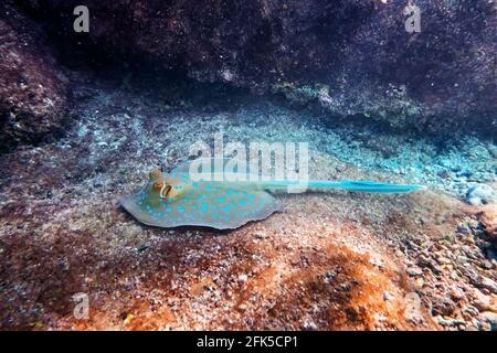 Blue spotted Stingray on sand bootom in the Red Sea Stock Photo