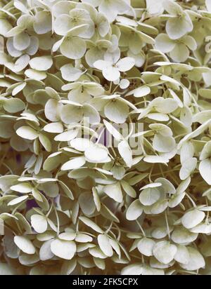 White Anabelle Hydrangea in Bloom Stock Photo