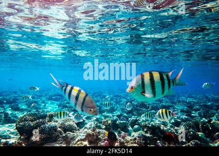 Sergeant Major Fish school on a coral reef i Stock Photo