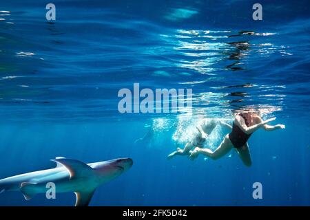 Group of people snorkeling with whale shark Stock Photo