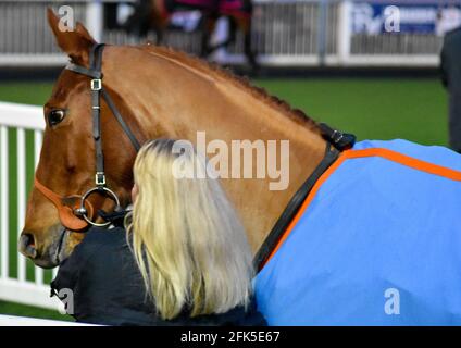 Night Horse Racing at Wolves Races, Wolverhampton Stock Photo