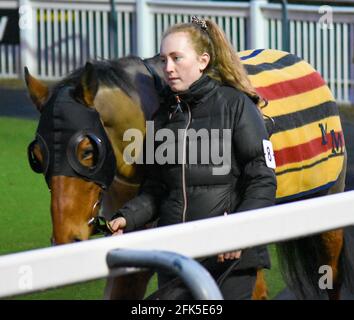 Night Horse Racing at Wolves Races, Wolverhampton Stock Photo