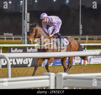 Night Horse Racing at Wolves Races, Wolverhampton Stock Photo