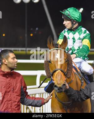 Night Horse Racing at Wolves Races, Wolverhampton Stock Photo