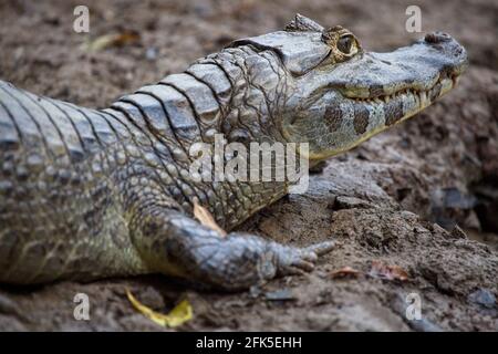 Black caiman ( Melanosuchus niger ), in Portuguese known as jacare-acu ...