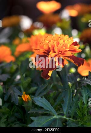 close up focus on a vibrant single marigold in a flower bed with other garden plants , shallow depth of field  blurred background for copy space top a Stock Photo