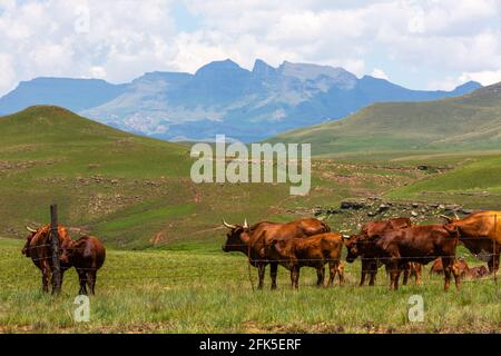 Cattle on green grass in the foothills of the Drakensberg Stock Photo
