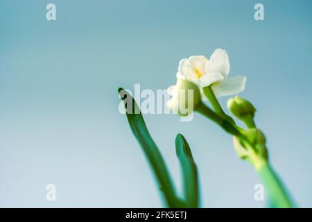 Bottom view of young white daffodil on blue sky background with space for text. Low perspective Stock Photo