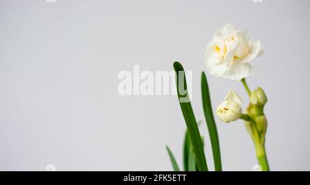 Young white daffodil on white background with space for text Stock Photo