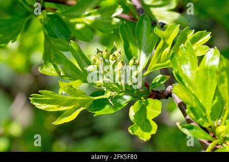 Hawthorn (crataegus monogyna), also known as May Tree and Whitethorn, close up showing the flower buds and new leaves on the shrub in spring. Stock Photo