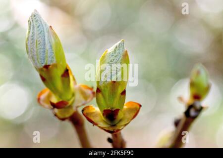 Horse Chestnut or Conker Tree (aesculus hippocastanum), close up of new leaves emerging from their buds in the spring. Stock Photo