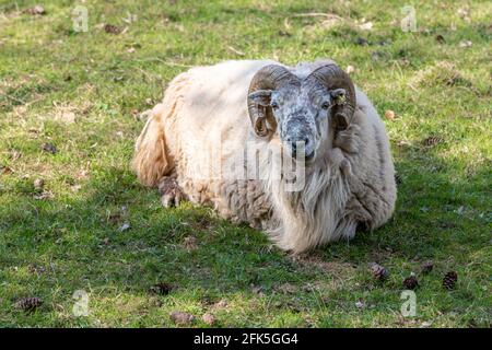 close up of single ram sitting on rough grassland Stock Photo