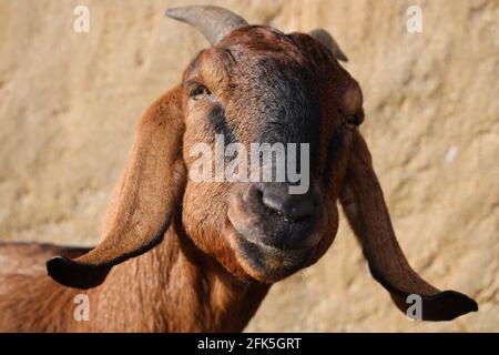 Portrait of a goat/ Portrait einer lustigen Ziege