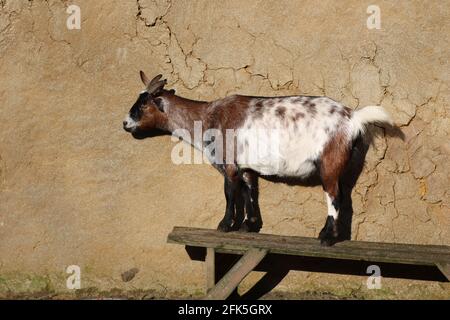 Portrait of a goat/ Portrait einer lustigen Ziege