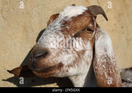 Portrait of a goat/ Portrait einer lustigen Ziege